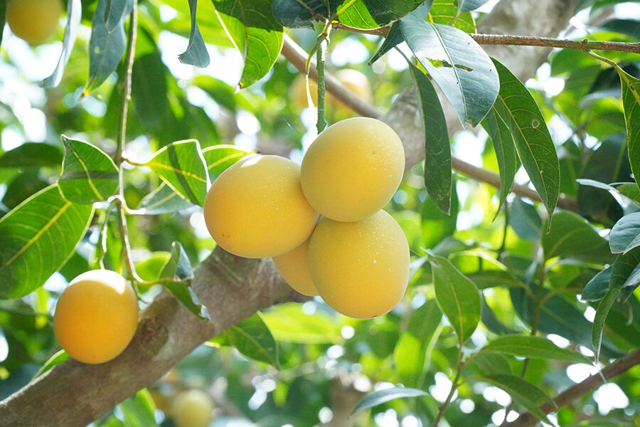 Start your Vinh Long Travel with fresh fruit vibes